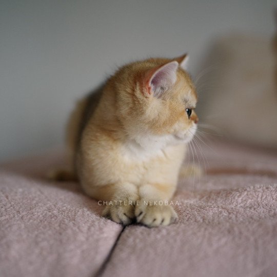 chaton British Shorthair Wako Chatterie Nekobaa black golden ticked tabby