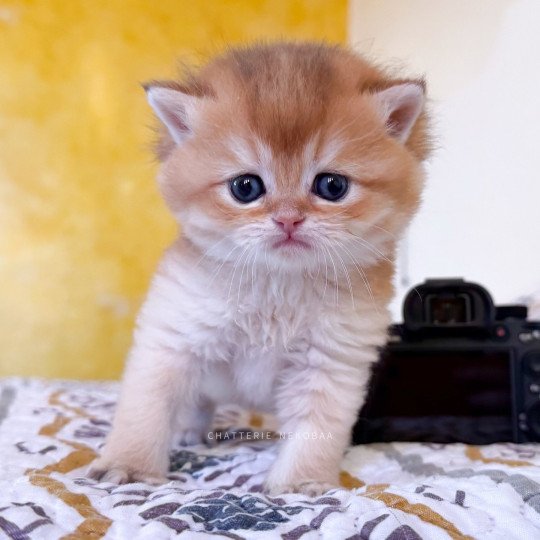 chaton British Shorthair black golden shell Wasaburo Chatterie Nekobaa black golden shaded