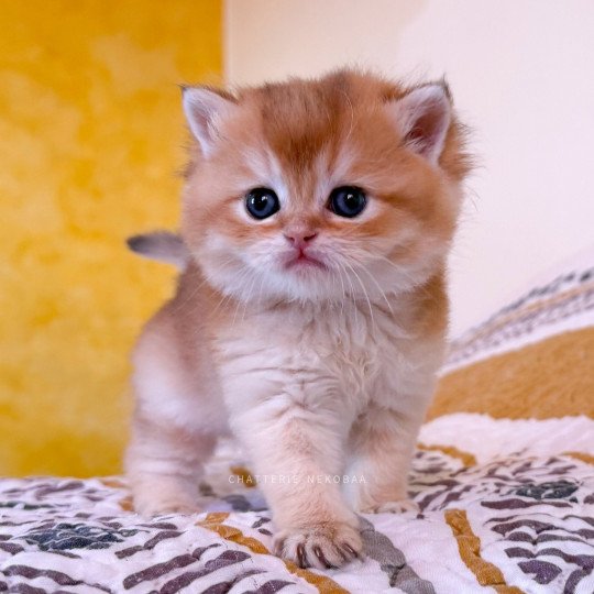 chaton British Shorthair black golden shell Wasaburo Chatterie Nekobaa black golden shaded