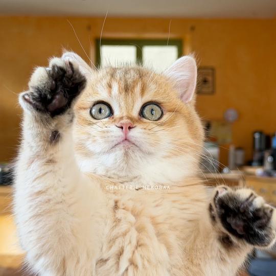 chaton British Shorthair black golden shaded Wasaburo Chatterie Nekobaa black golden shaded