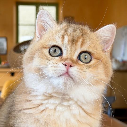 chaton British Shorthair black golden shaded Wasaburo Chatterie Nekobaa black golden shaded