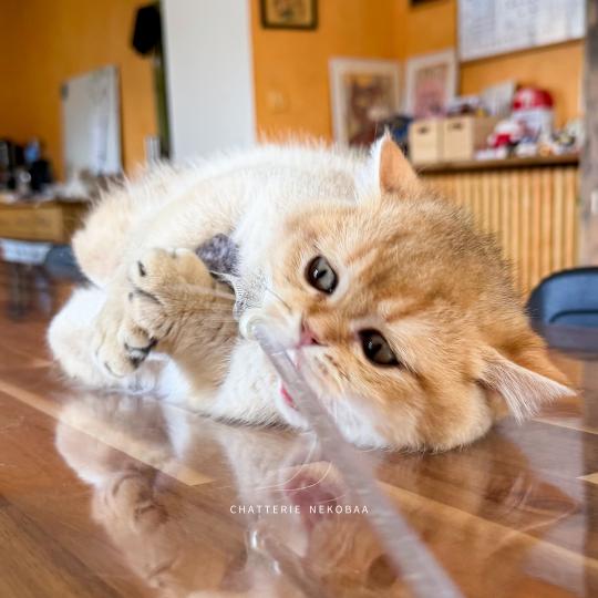 chaton British Shorthair black golden shaded Wasaburo Chatterie Nekobaa black golden shaded