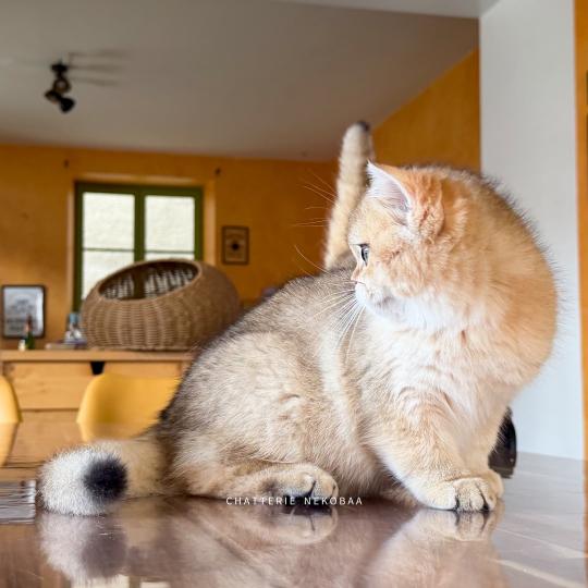 chaton British Shorthair black golden shaded Wasaburo Chatterie Nekobaa black golden shaded