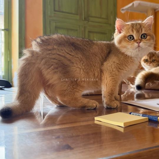 chaton British Shorthair black golden shaded Wasaburo Chatterie Nekobaa black golden shaded