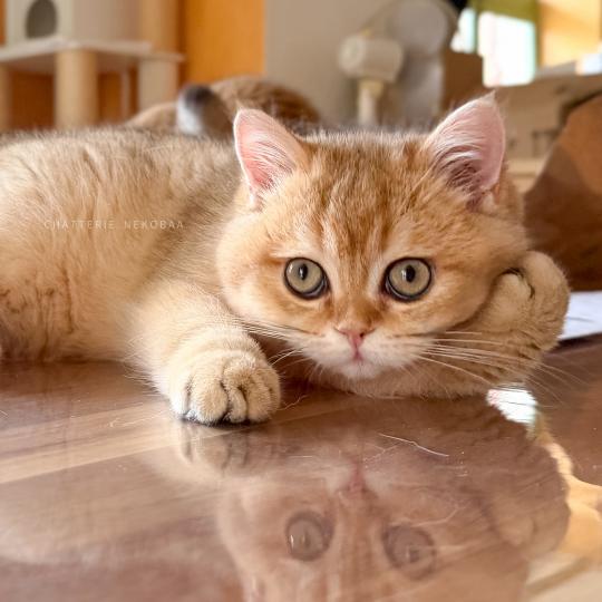 chaton British Shorthair black golden shaded Wasaburo Chatterie Nekobaa black golden shaded