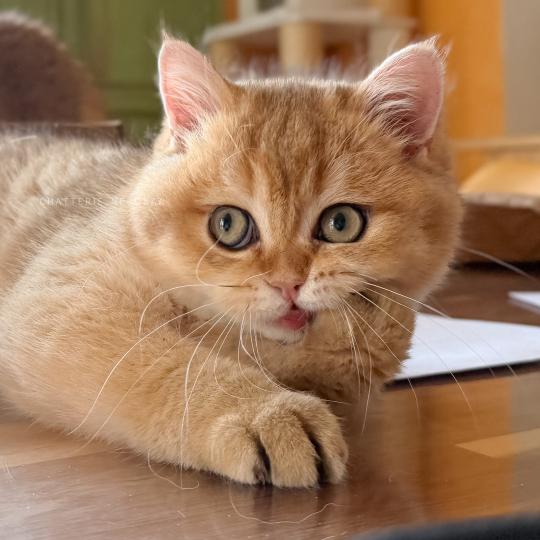 chaton British Shorthair black golden shaded Wasaburo Chatterie Nekobaa black golden shaded