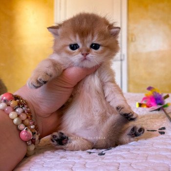 Wawami Femelle British Shorthair