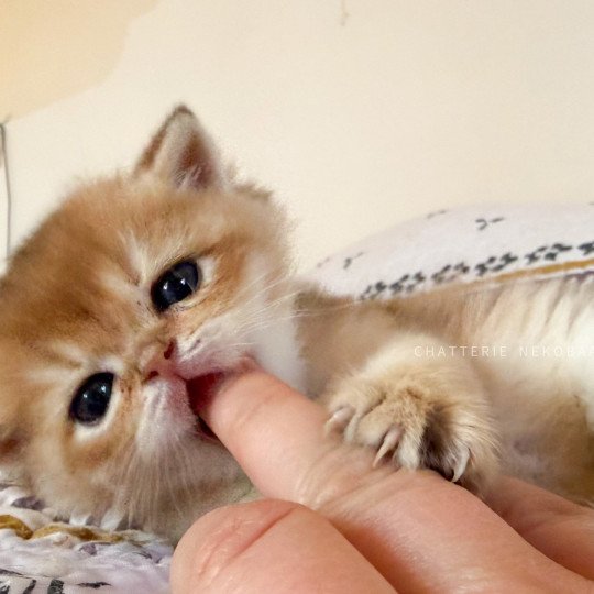 chaton British Shorthair black golden shaded Wufei Chatterie Nekobaa black golden shaded