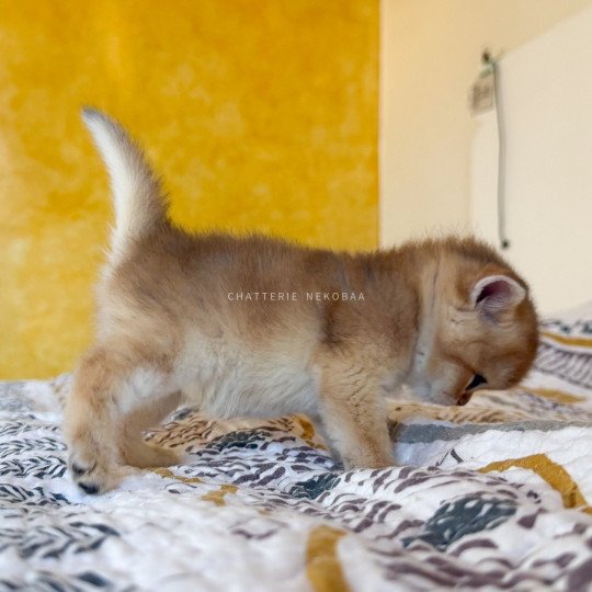 chaton British Shorthair black golden shaded Wufei Chatterie Nekobaa black golden shaded