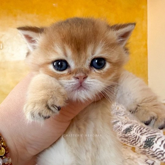 chaton British Shorthair black golden shaded Wufei Chatterie Nekobaa black golden shaded