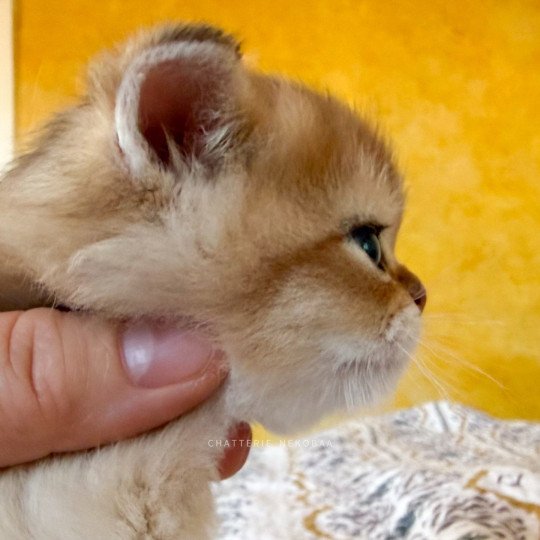 chaton British Shorthair black golden shaded Wufei Chatterie Nekobaa black golden shaded