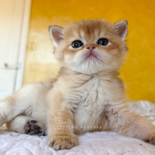 chaton British Shorthair black golden shaded Wufei Chatterie Nekobaa black golden shaded