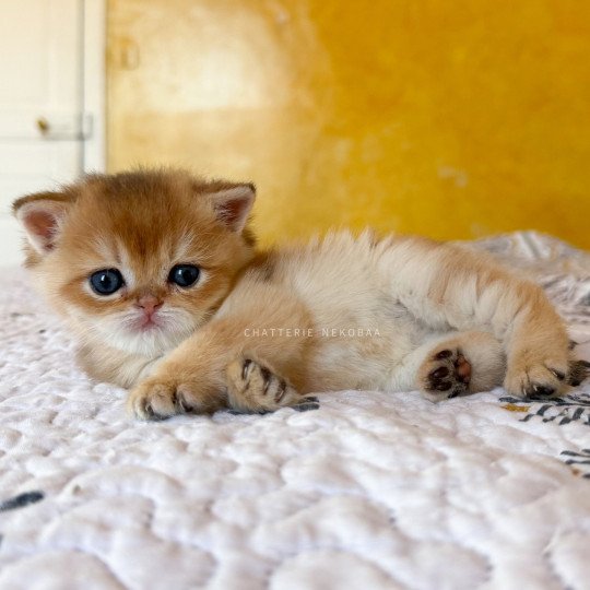chaton British Shorthair black golden shaded Wufei Chatterie Nekobaa black golden shaded