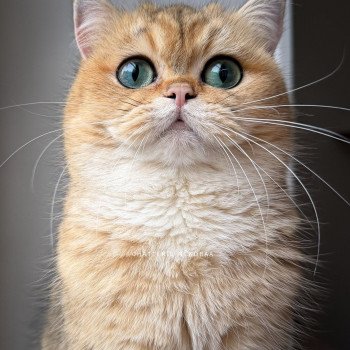 Yuli Femelle British Shorthair