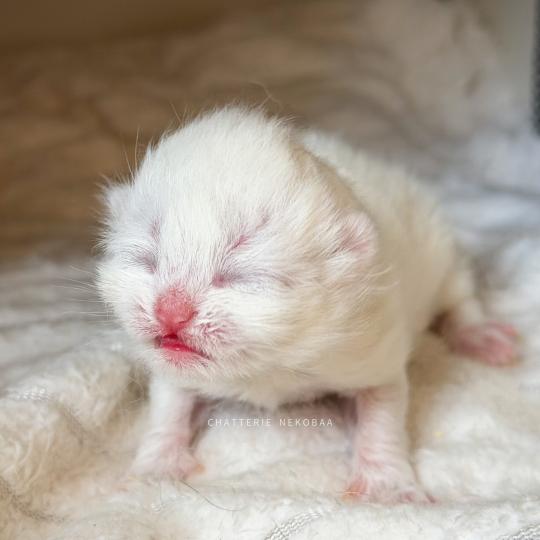 chaton British Shorthair seal golden shaded point Zanka Chatterie Nekobaa seal golden shaded point