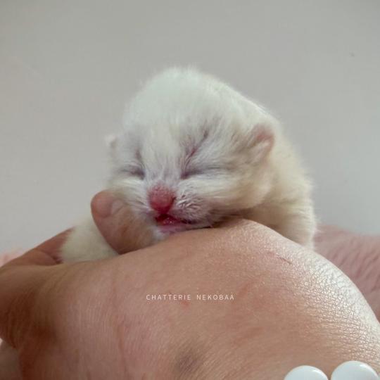 chaton British Shorthair seal golden shaded point Zanka Chatterie Nekobaa seal golden shaded point