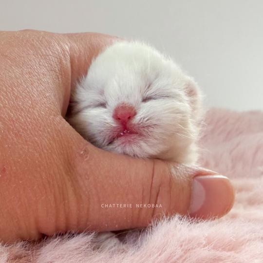 chaton British Shorthair seal golden shaded point Zanka Chatterie Nekobaa seal golden shaded point