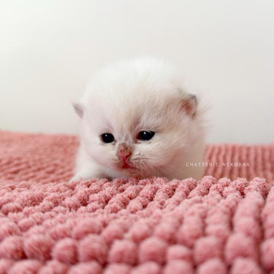 chaton British Shorthair seal golden shaded point Zanka Chatterie Nekobaa seal golden shaded point