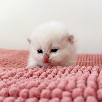Zanka Mâle British Shorthair