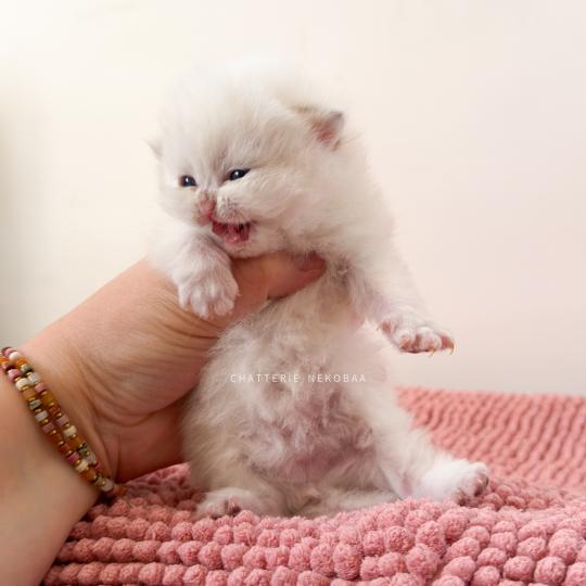chaton British Shorthair seal golden shaded point Zanka Chatterie Nekobaa seal golden shaded point