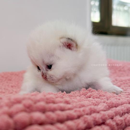 chaton British Shorthair seal golden shaded point Zanka Chatterie Nekobaa seal golden shaded point