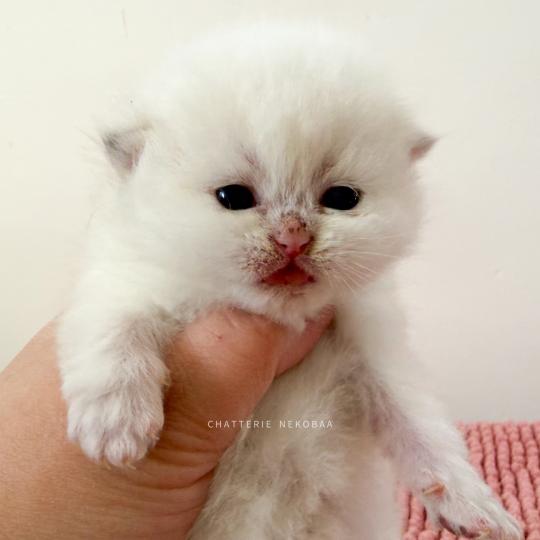 chaton British Shorthair seal golden shaded point Zanka Chatterie Nekobaa seal golden shaded point