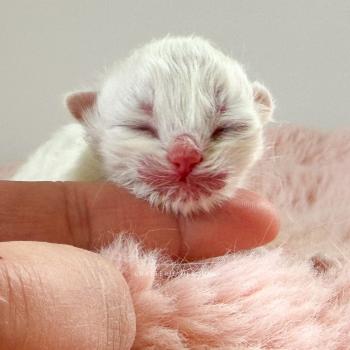 Zhen Femelle British Longhair