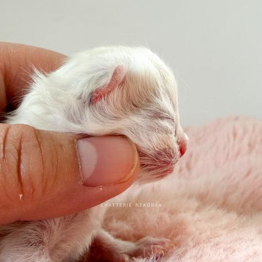 chaton British Shorthair seal golden shaded point Zhen Chatterie Nekobaa seal golden shaded point