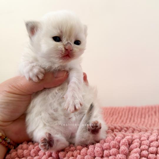 chaton British Longhair seal golden shaded point Zhen Chatterie Nekobaa seal golden shaded point