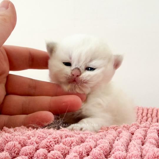 chaton British Longhair seal golden shaded point Zhen Chatterie Nekobaa seal golden shaded point