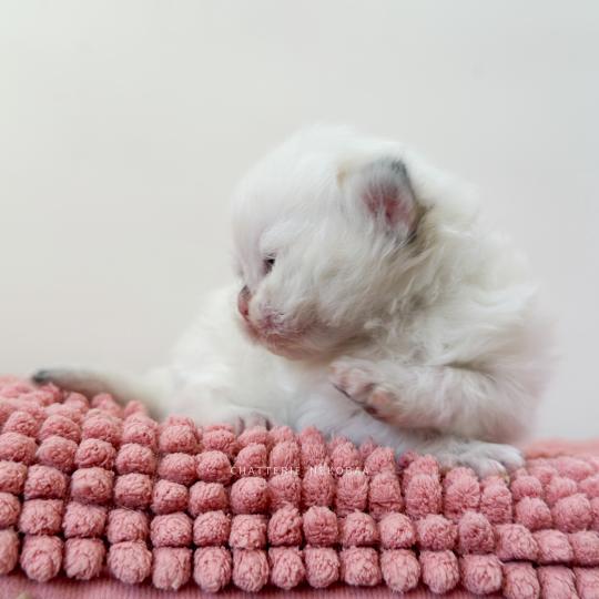 chaton British Longhair seal golden shaded point Zhen Chatterie Nekobaa seal golden shaded point