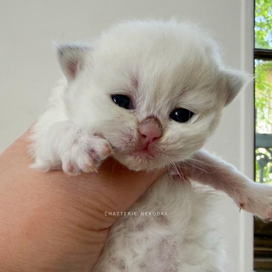 chaton British Longhair seal golden shaded point Zhen Chatterie Nekobaa seal golden shaded point