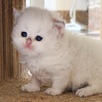 Zhen Femelle British Longhair