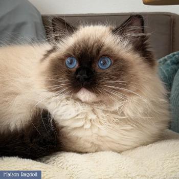 Alpha Mâle Ragdoll