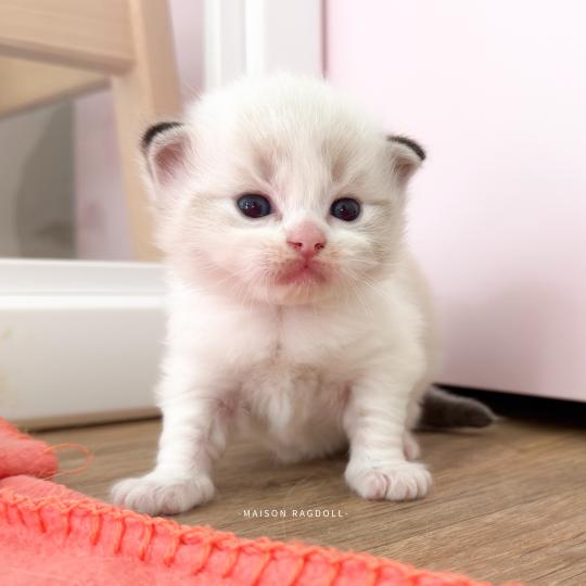 Barbie Femelle Ragdoll