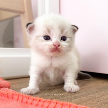 Barbie Femelle Ragdoll