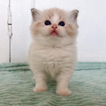 Barbie Femelle Ragdoll