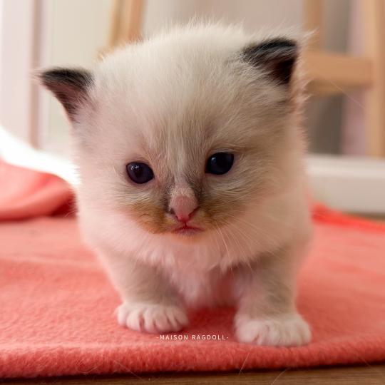 Berny Flame Mâle Ragdoll