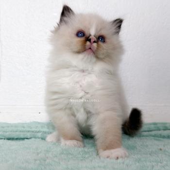 Berny Flame Mâle Ragdoll