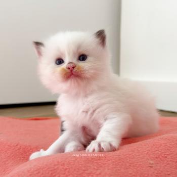 Bobby Mâle Ragdoll