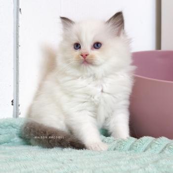 Bobby Mâle Ragdoll