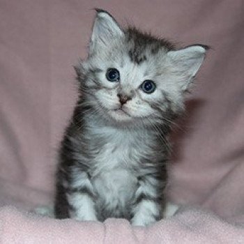 VALENTIN Mâle Maine coon