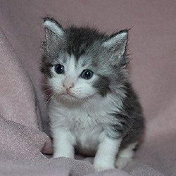 VICTOR Mâle Maine coon