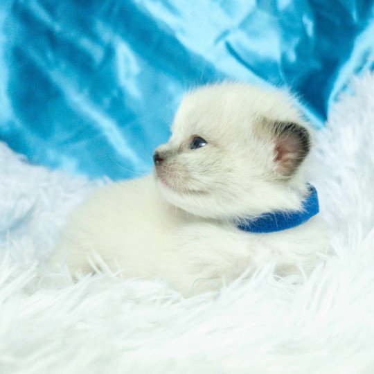 chaton Ragdoll blue mitted Alaska Chatterie de la Griffe des Sage seal point mitted