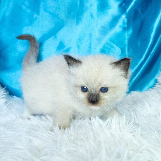 chaton Ragdoll seal point mitted Arya Chatterie de la Griffe des Sage seal point mitted