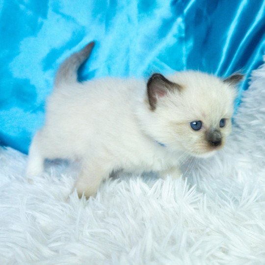 chaton Ragdoll seal point mitted Arya Chatterie de la Griffe des Sage seal point mitted