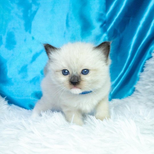 chaton Ragdoll seal point mitted Arya Chatterie de la Griffe des Sage seal point mitted