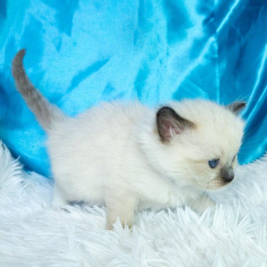 chaton Ragdoll seal point mitted Arya Chatterie de la Griffe des Sage seal point mitted