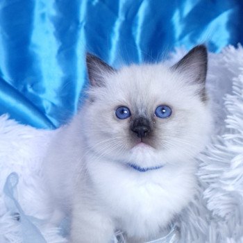 Arya Femelle Ragdoll