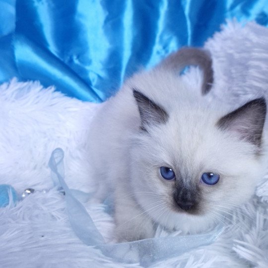 chaton Ragdoll seal point mitted Arya Chatterie de la Griffe des Sage seal point mitted